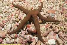 sea star